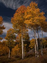 Red Aspens Against Blue Sky