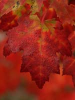 Red Maple Leaf