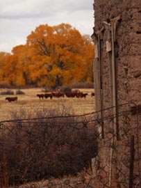 Bedsprings, Adobe Wall