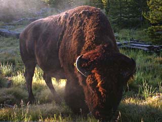 Steaming Bison