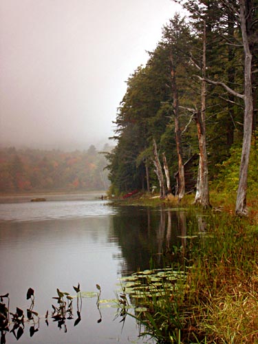 Sugar Shack, Mist