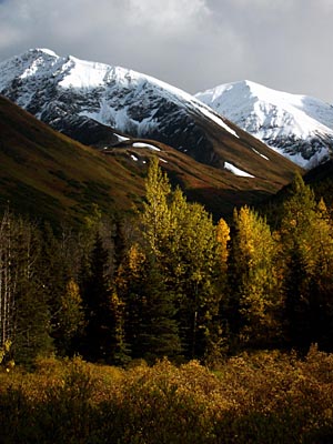 Snowy Peaks And Fall Trees