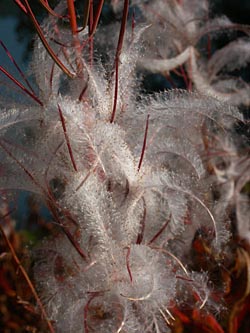 Fireweed Seed Pods