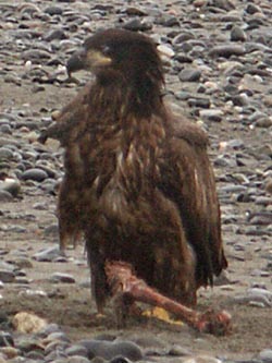 Immature Bald Eagle With Bone