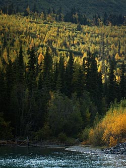 Moose River, Backlit Trees