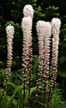 Beargrass, Fir