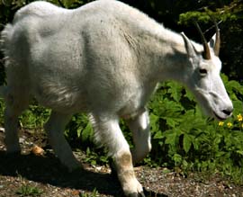 Mountain Goat