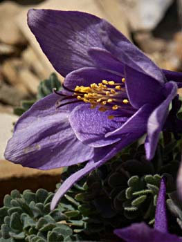 Limestone Columbine