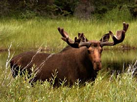 Bull Moose