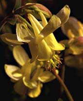 Yellow Columbines