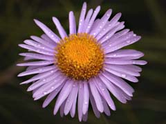 Raindrops On Daisy