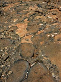 Stromatolites