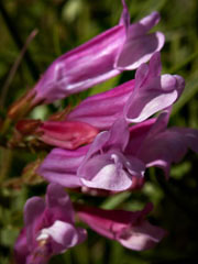 Lyall's Beardtongue