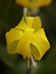 Avalanche Lily