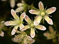 Spotted Saxifrage