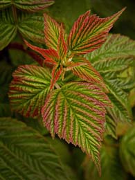 Raspberry Leaves