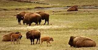 Small Bison Herd