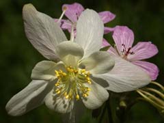 Columbines, Geraniums